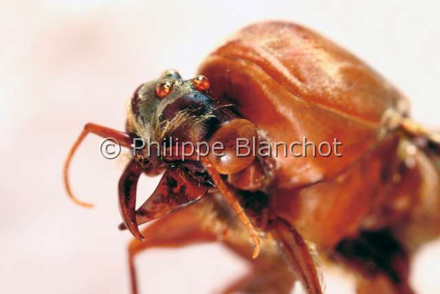 Dorylus fulvus 2.JPG - Dorylus fulvusMagnanfourmi nomade male 2Driver antHymenopteraFormicidaeMaroc